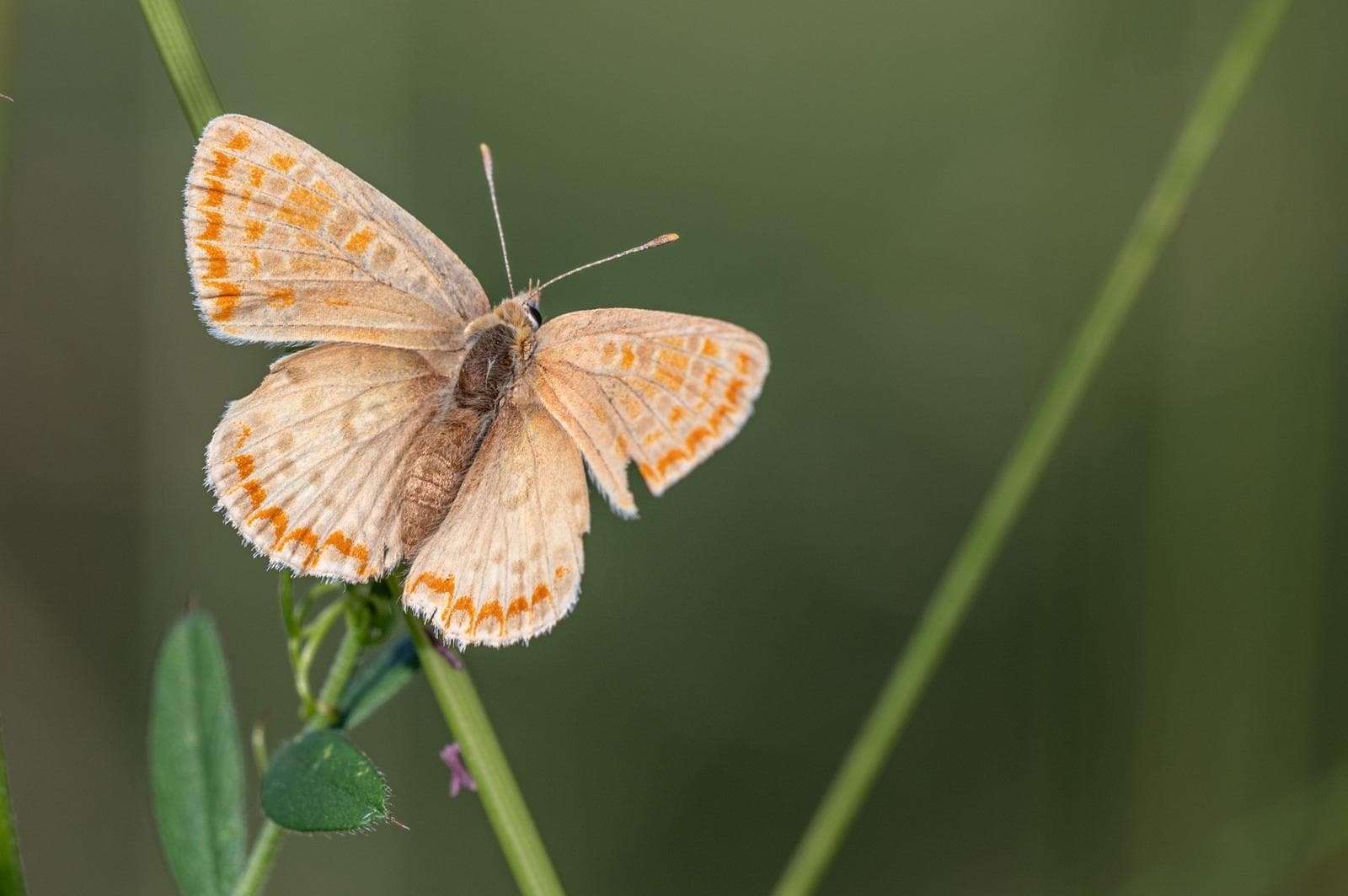 Loweia tityrus — 3/3