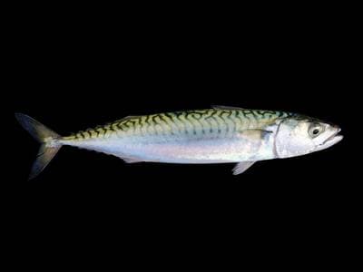 Makrill