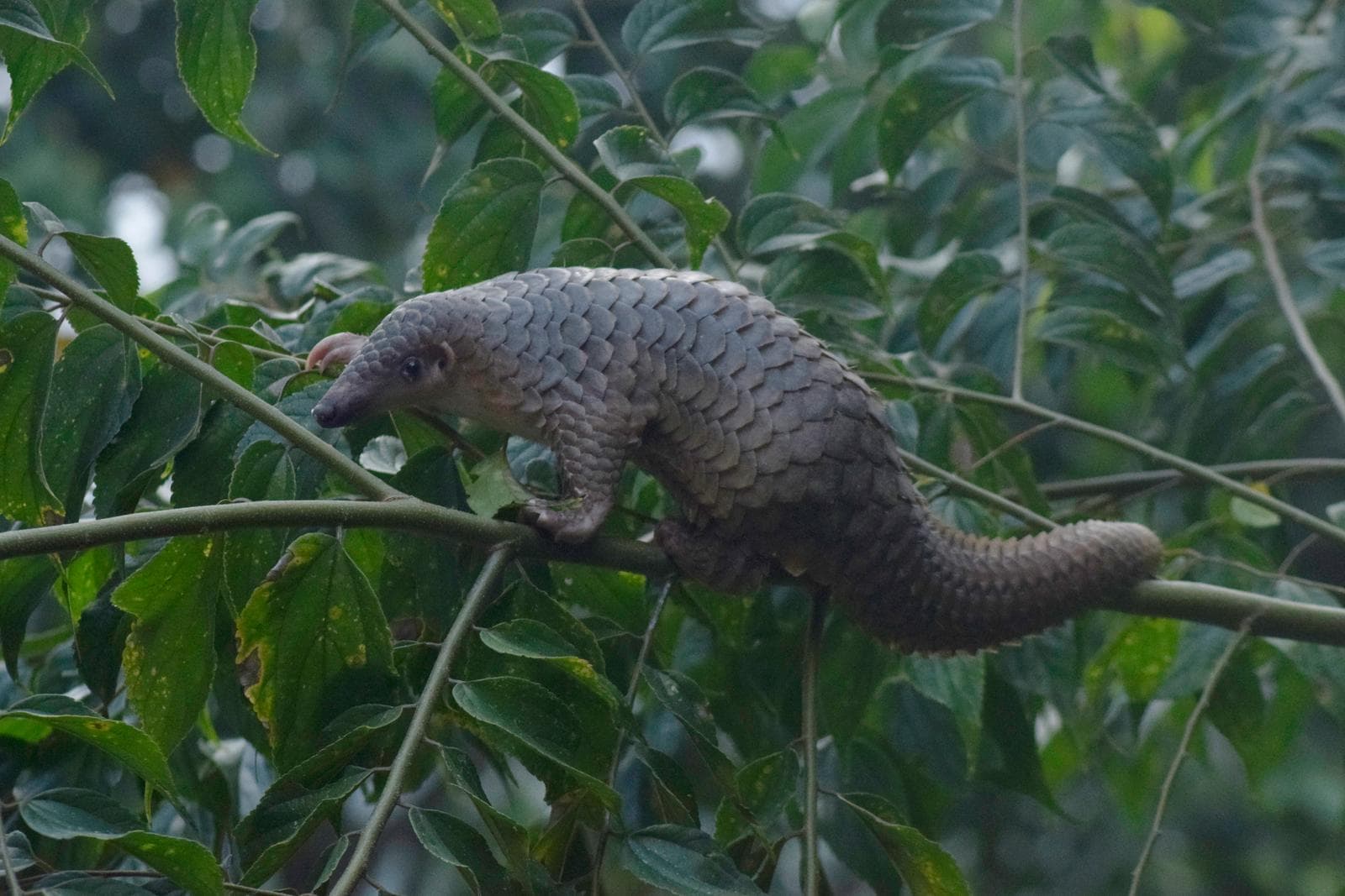 Malajisk pangolin — 2/3