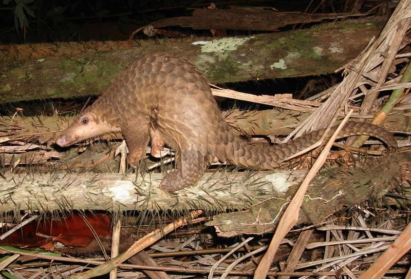 Malajisk pangolin — 1/3
