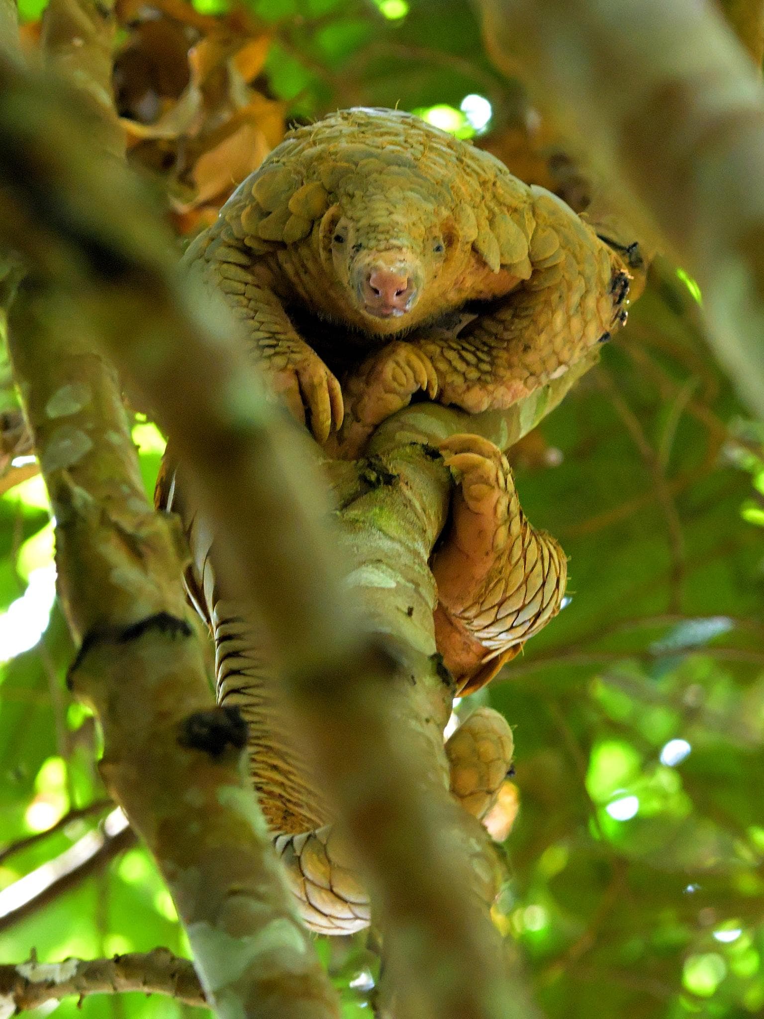 Malajisk pangolin — 3/3