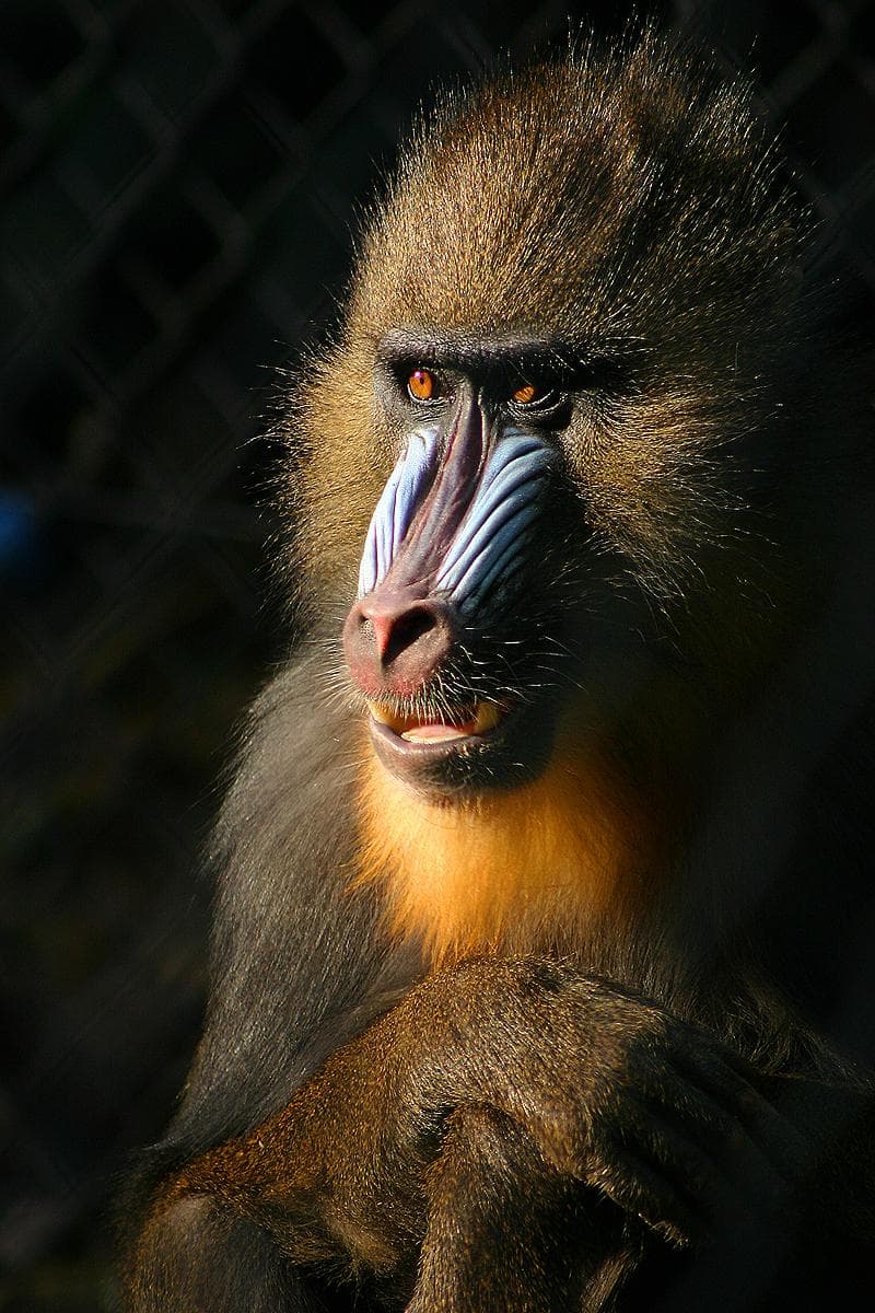 Mandrill — 1/3