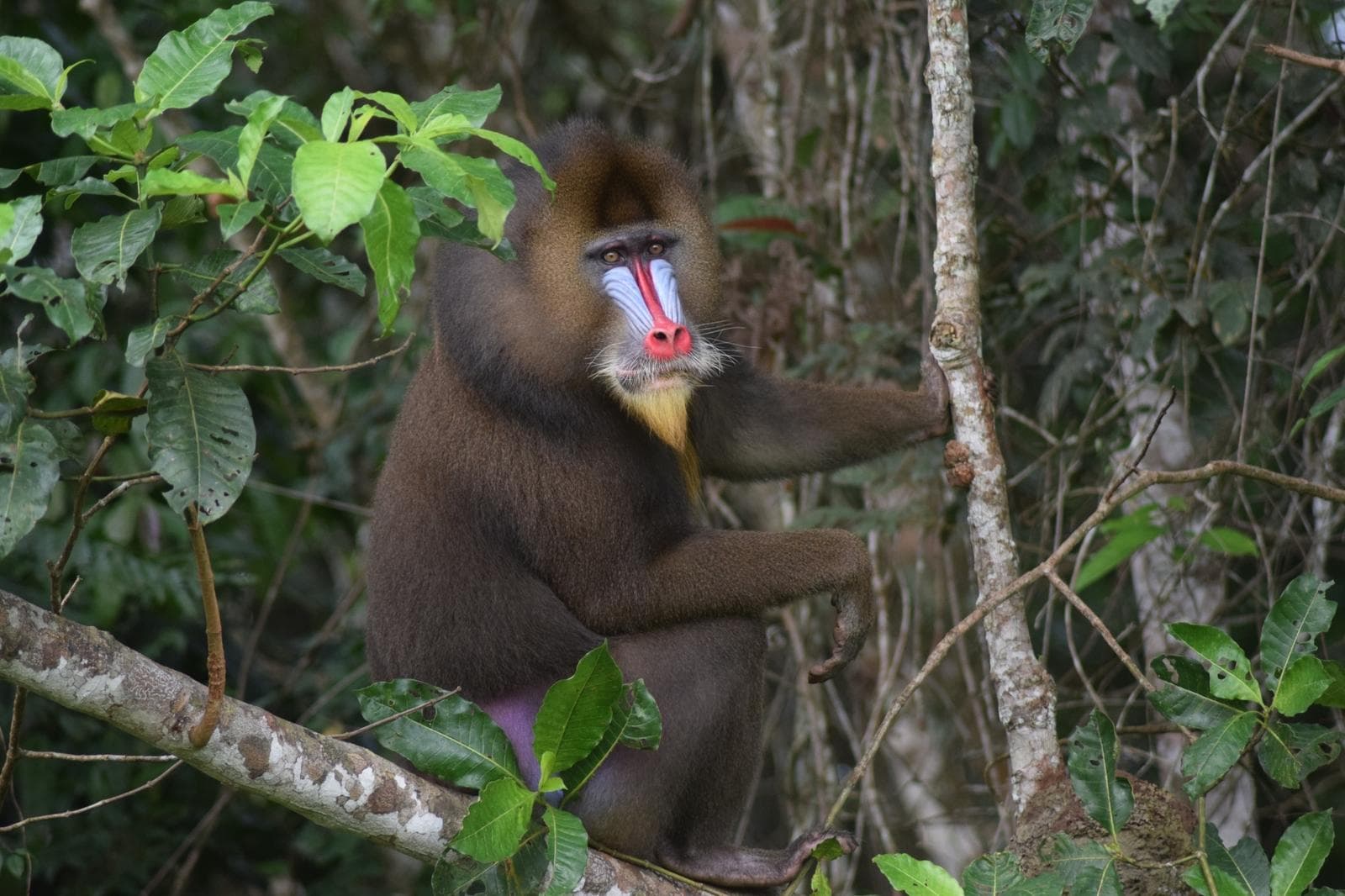 Mandrill — 2/3