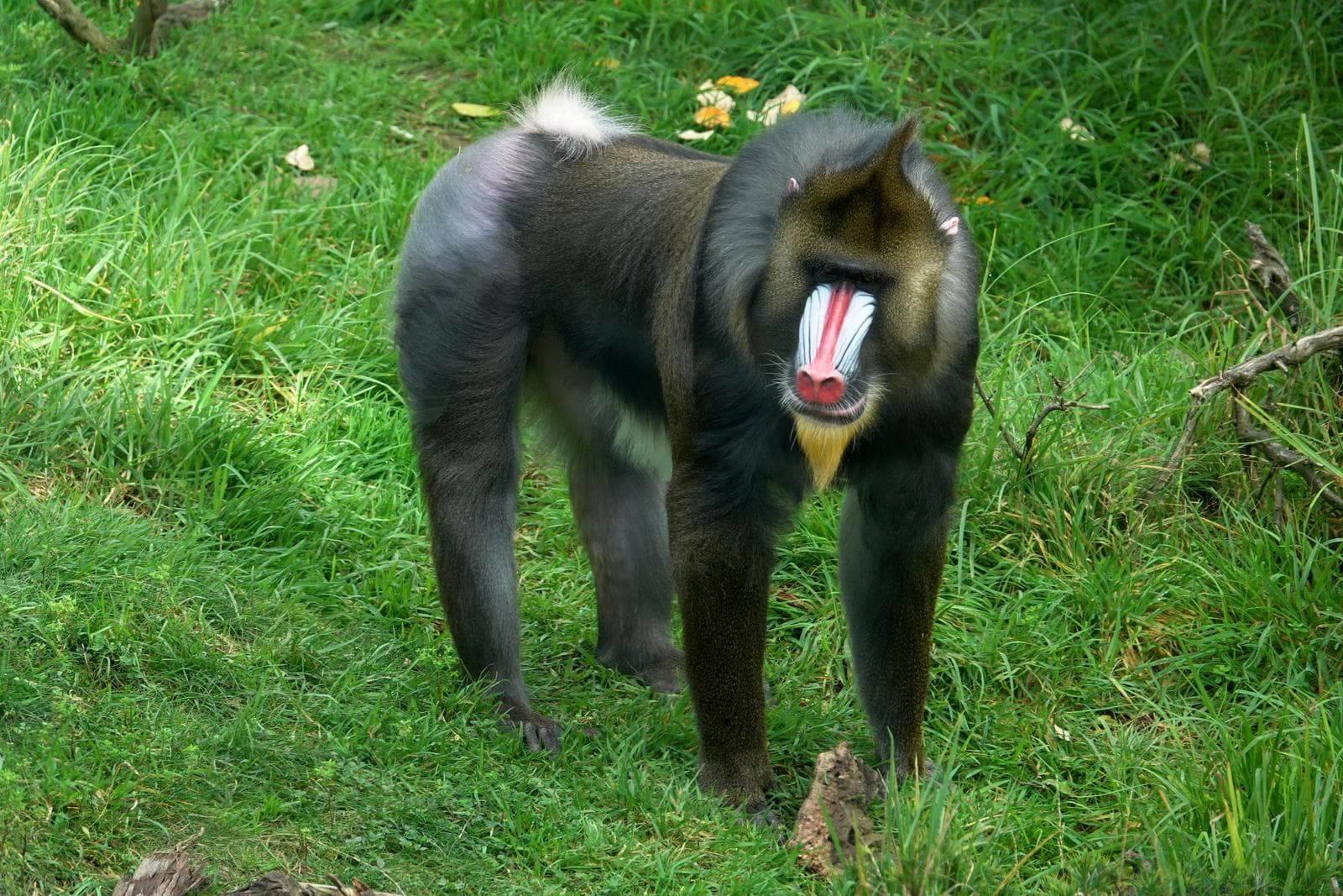 Mandrill — 3/3