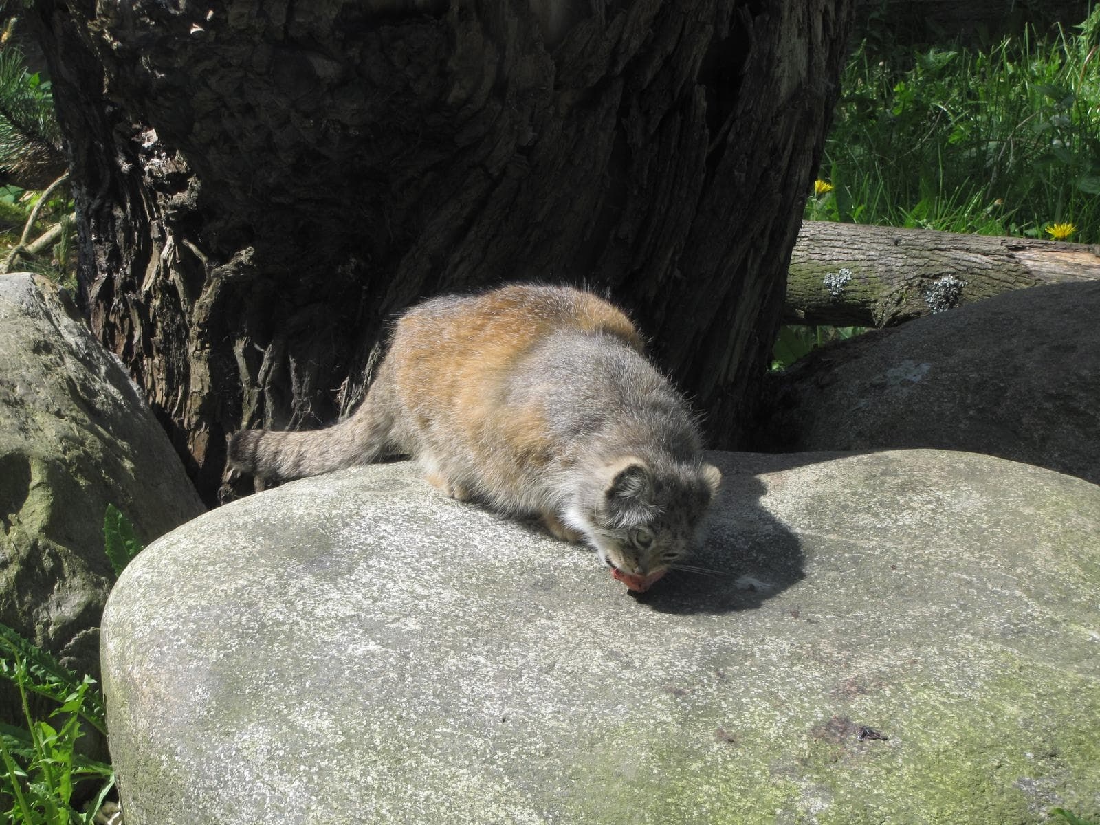 Manul — 1/3