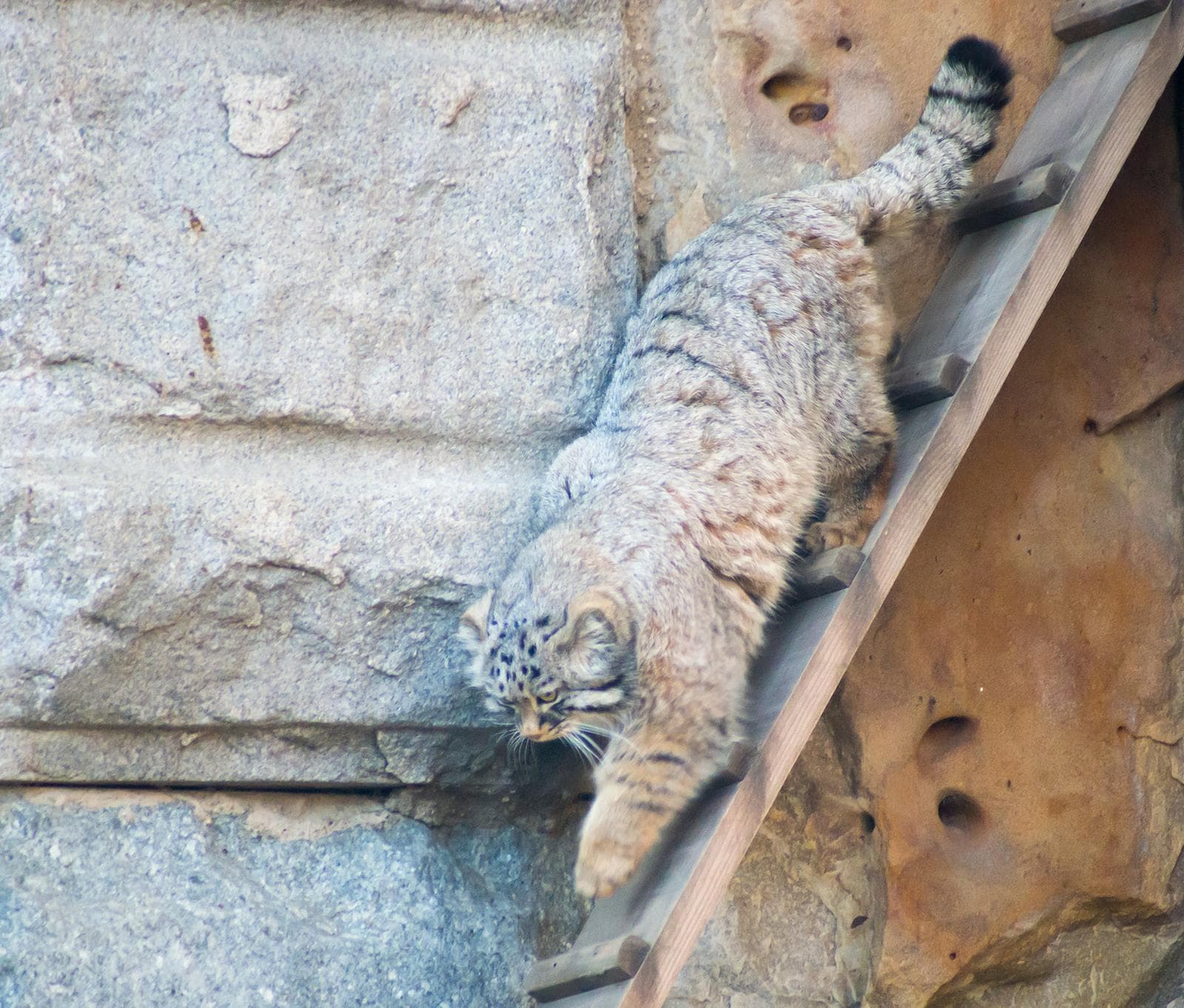 Manul — 3/3