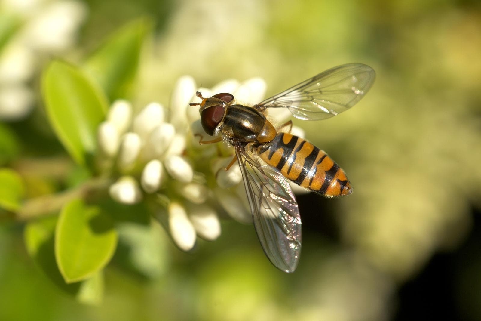 Marmeladblomfluga — 3/3