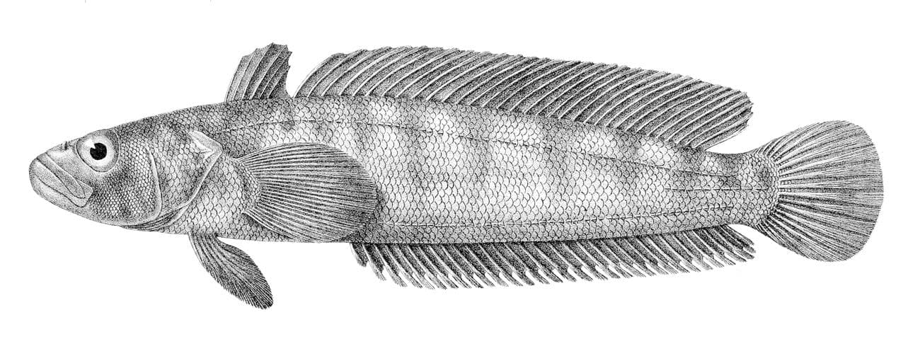 Marmorerad klippfisk — 1/3