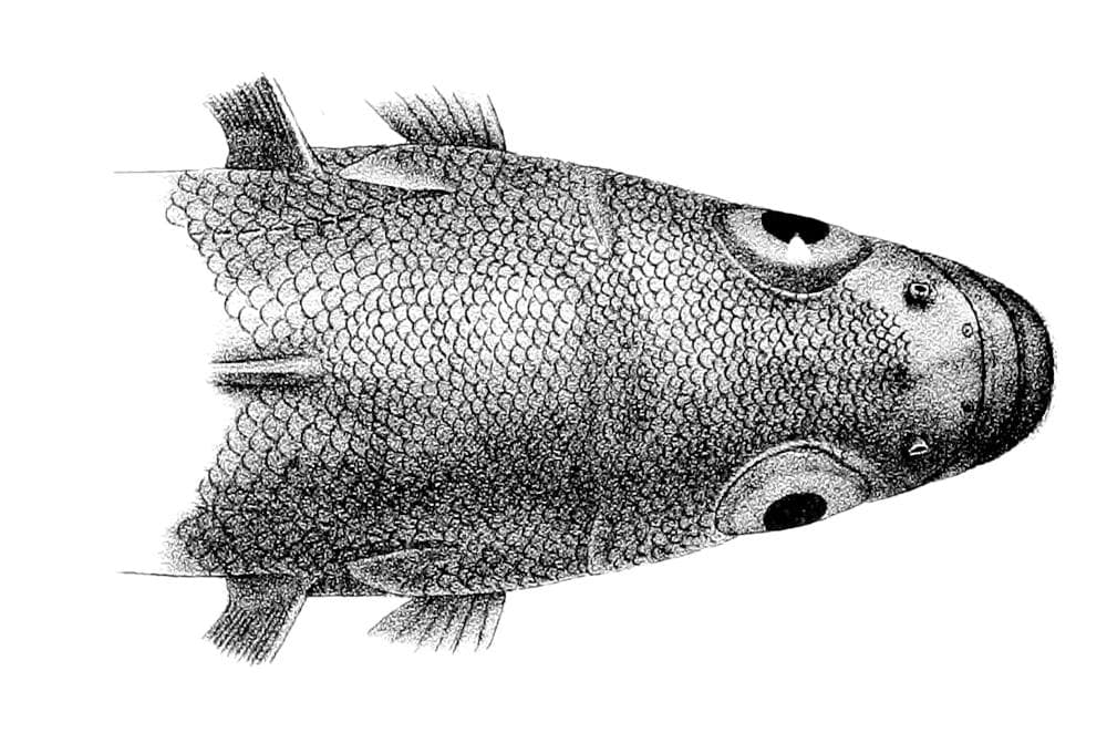 Marmorerad klippfisk — 2/3