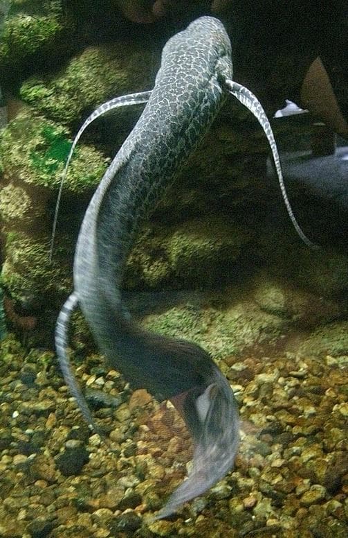Marmorerad lungfisk — 1/3