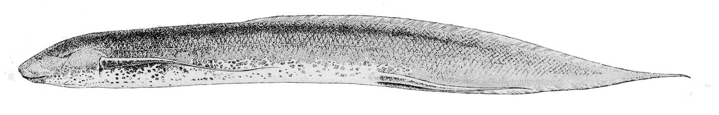Marmorerad lungfisk — 2/3