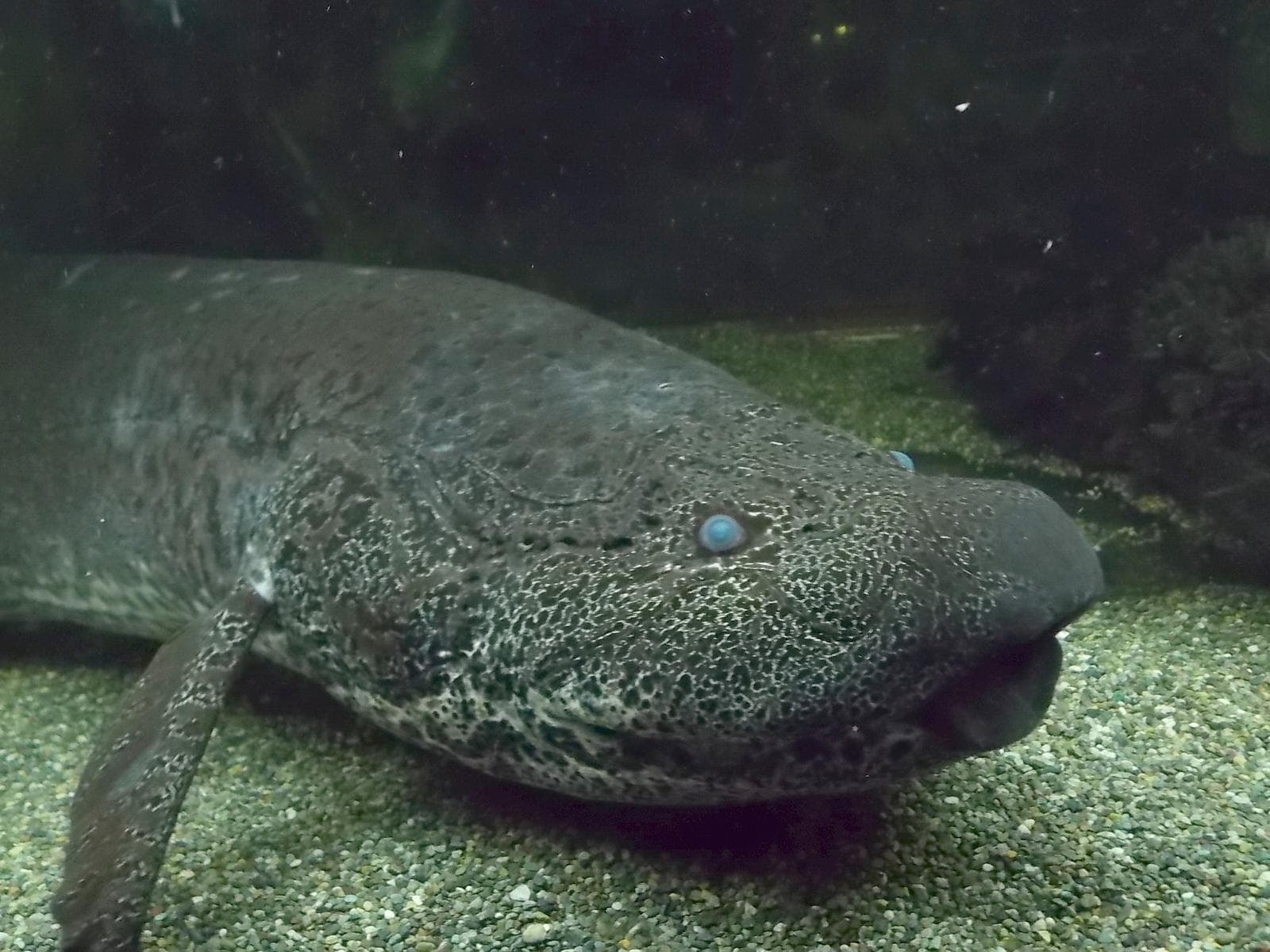 Marmorerad lungfisk — 3/3