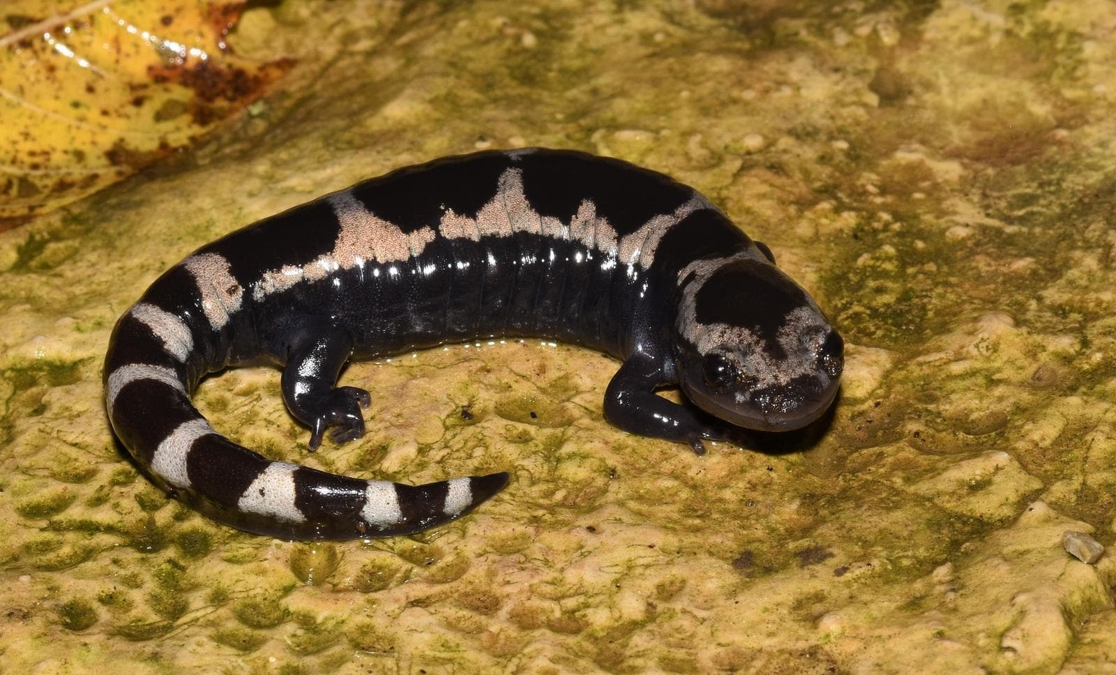 Marmorerad salamander — 3/3
