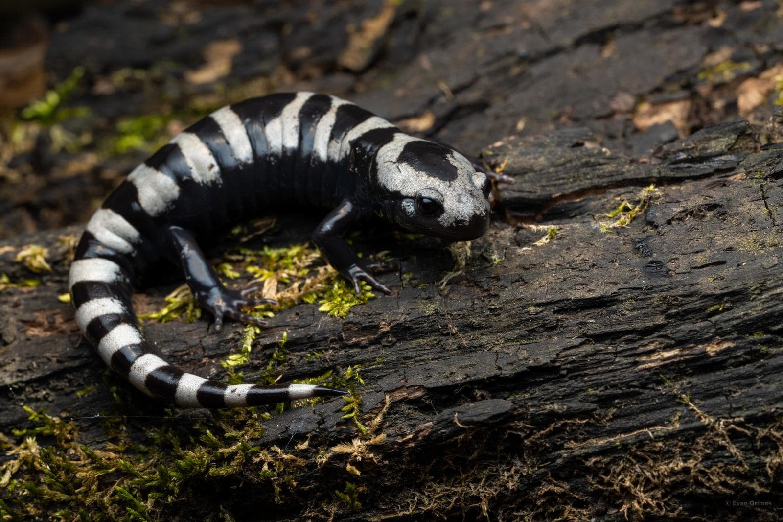 Marmorerad salamander — 1/3