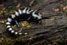 Marmorerad salamander