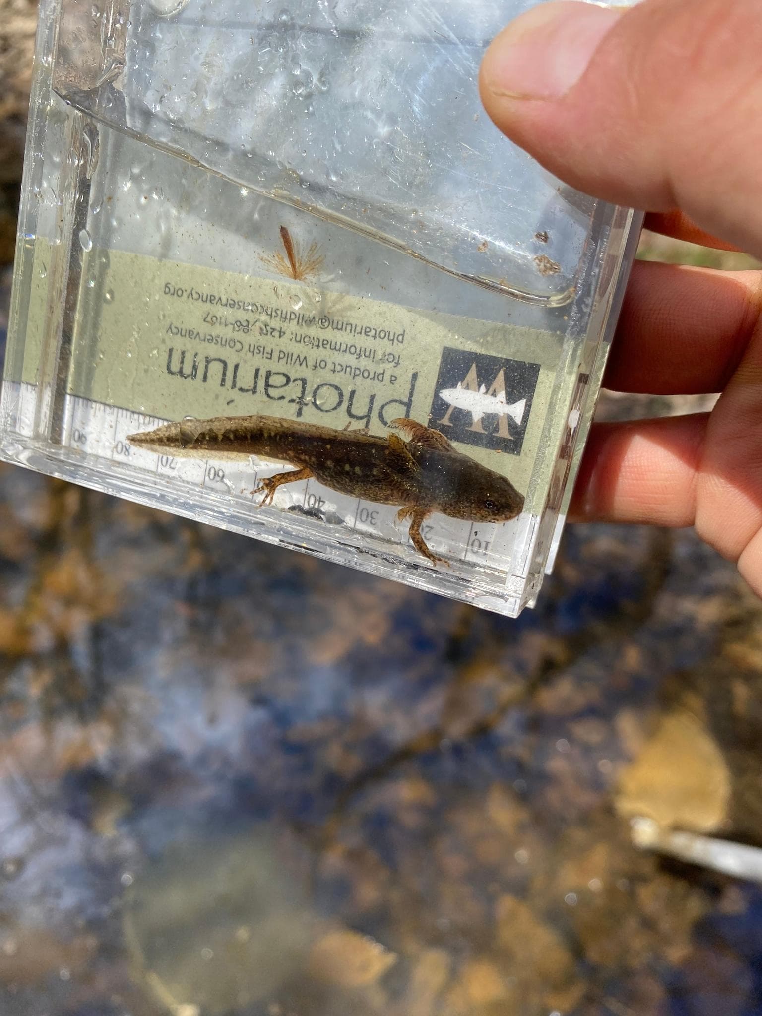 Marmorerad salamander — 2/3
