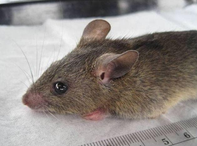 Mastomys natalensis — 1/3