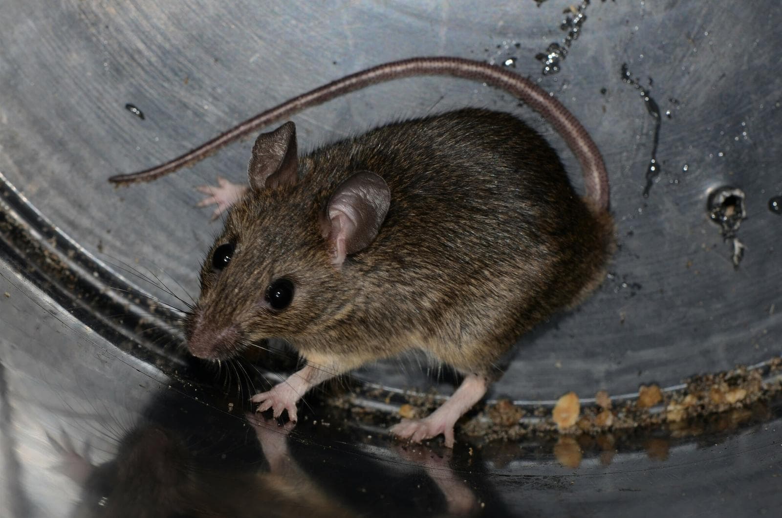 Mastomys natalensis — 3/3