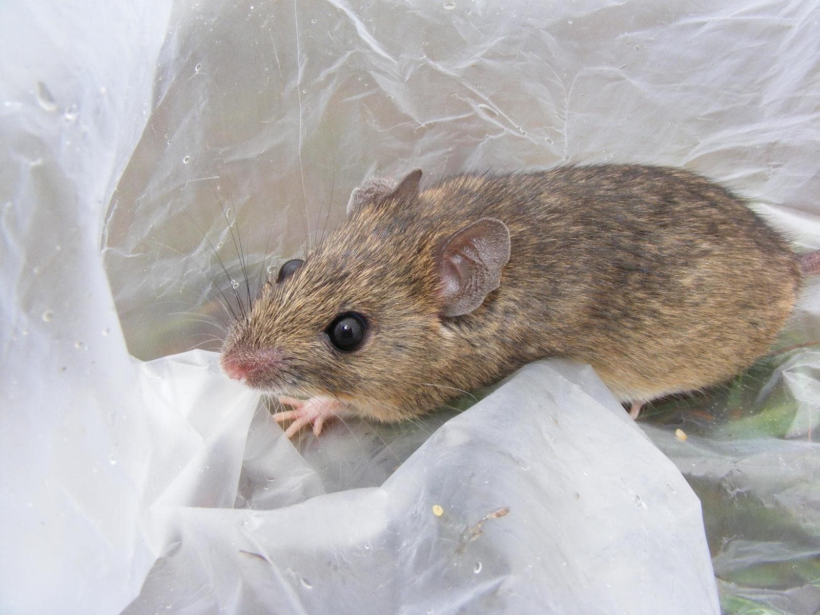 Mastomys natalensis — 2/3