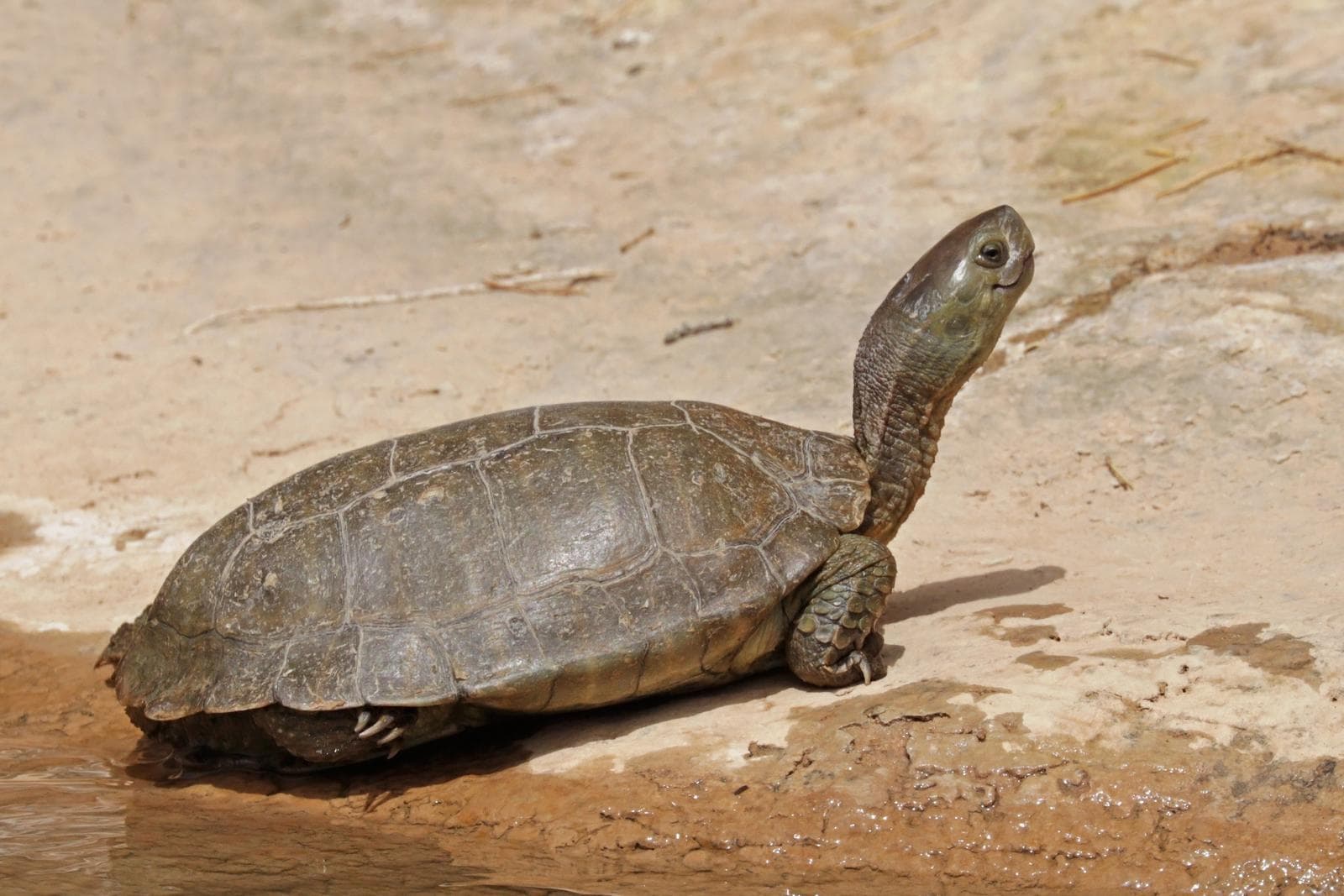 Mauremys leprosa — 1/3