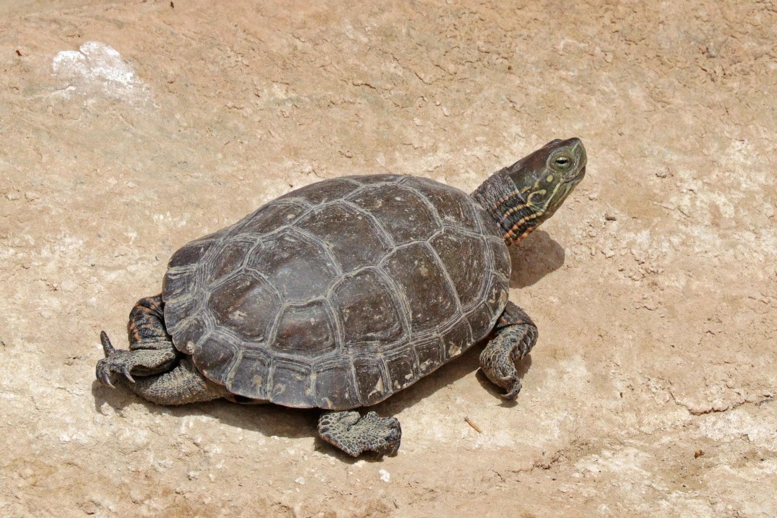 Mauremys leprosa — 2/3