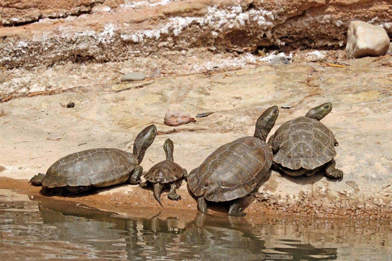 Mauremys leprosa — 3/3