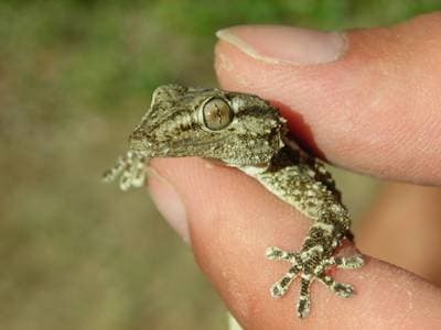 Maurisk gecko