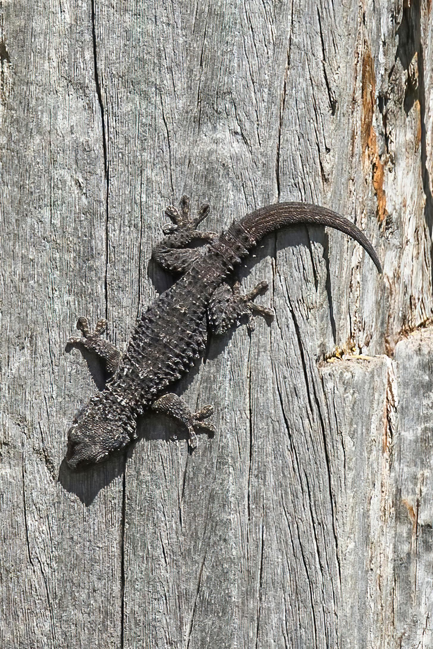 Maurisk gecko — 3/3