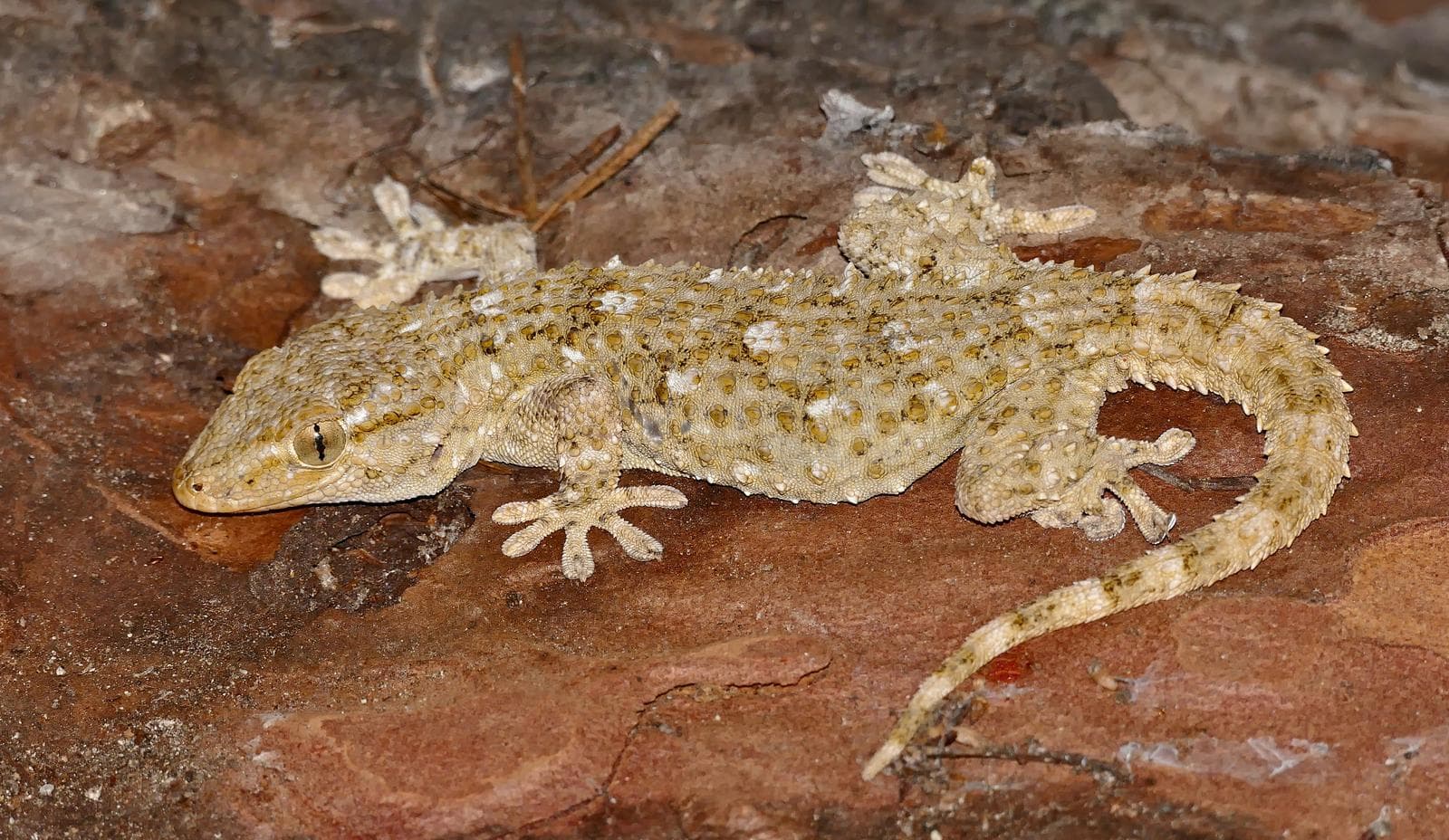 Maurisk gecko — 2/3
