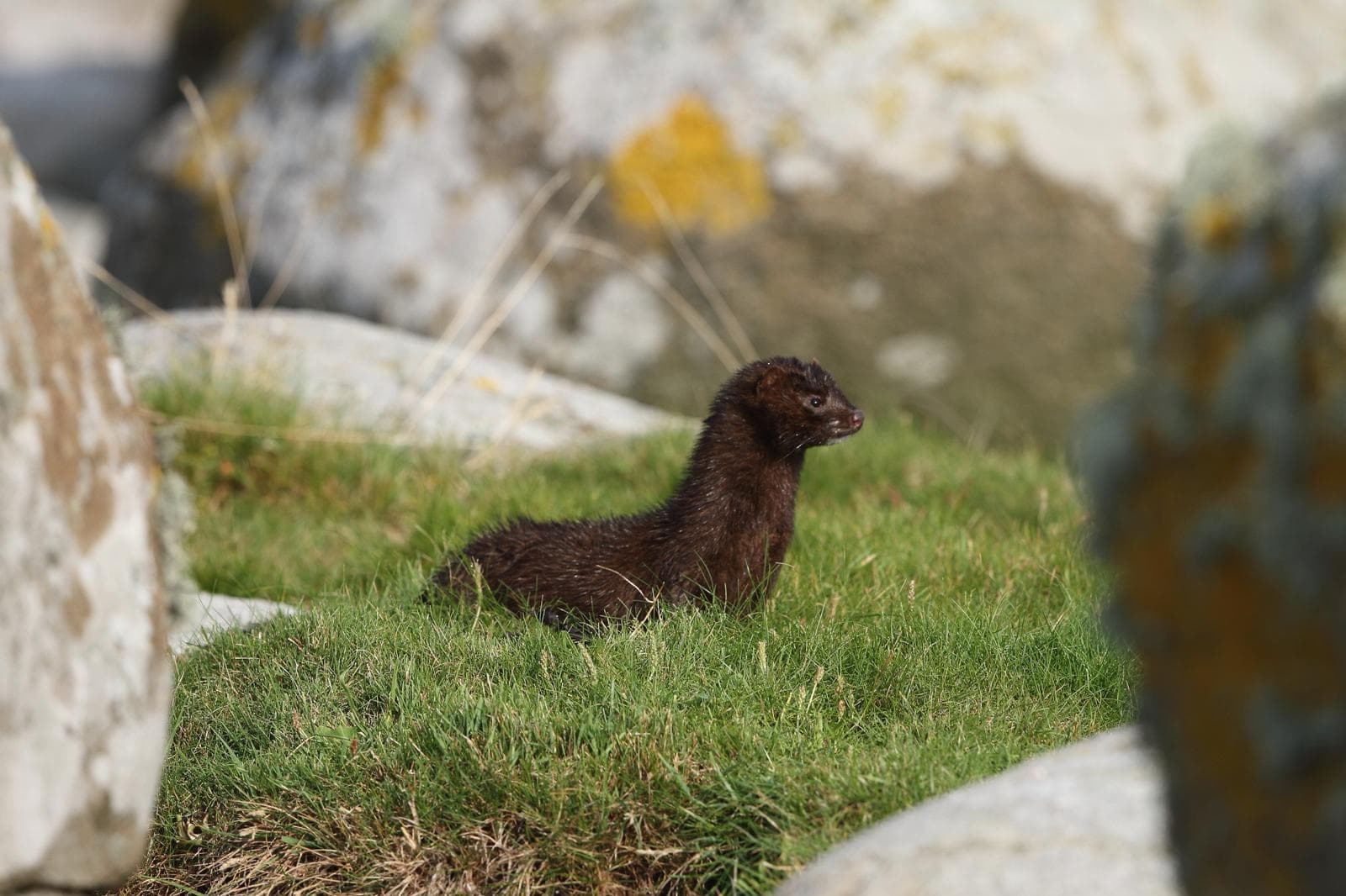 Mink — 3/3