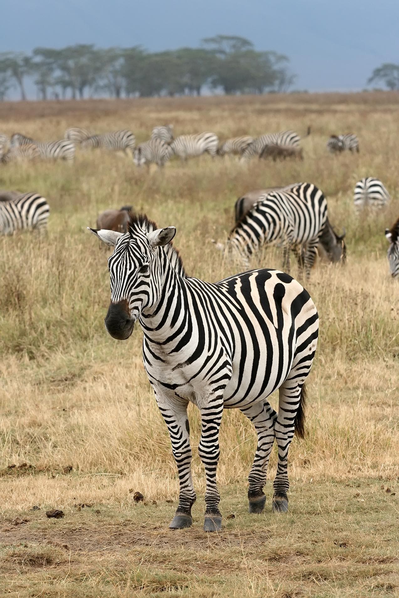 Bergszebra — 1/3