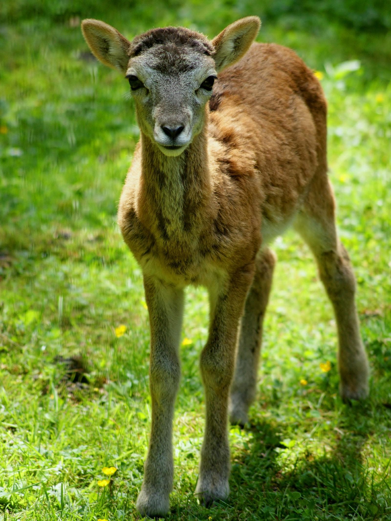 mufflon — 1/3