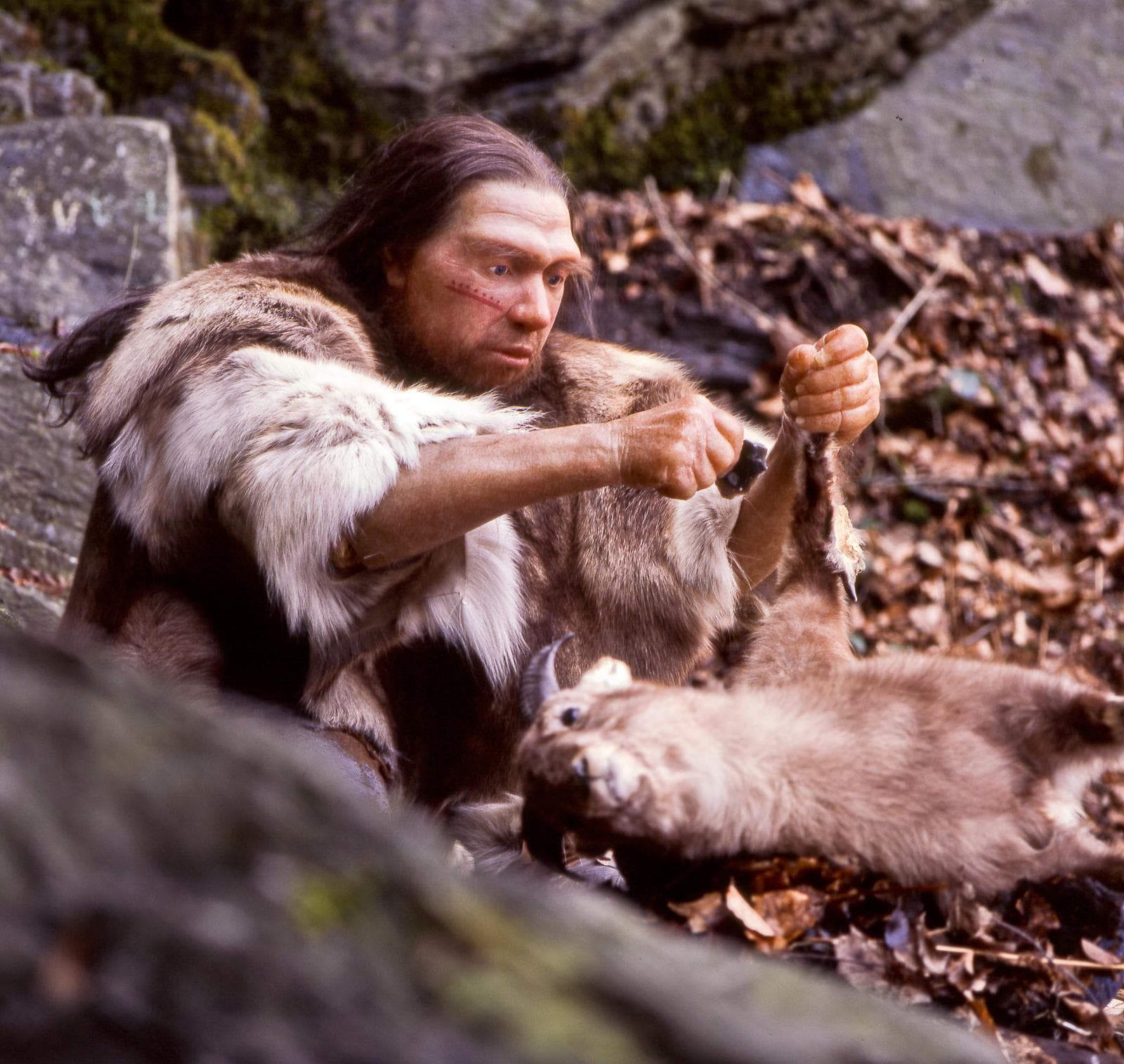 Neandertalare — 1/3