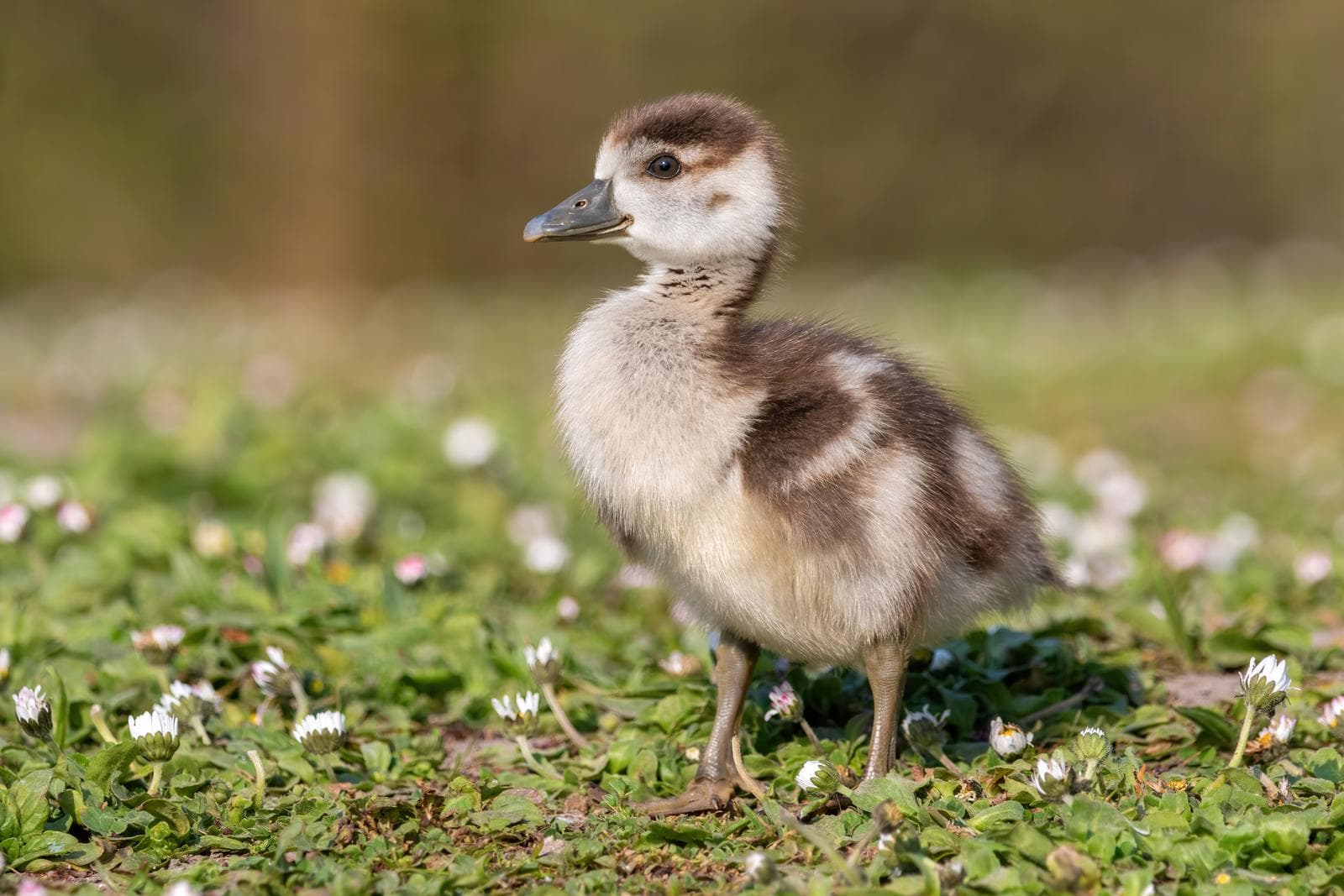 Nilgås — 1/3