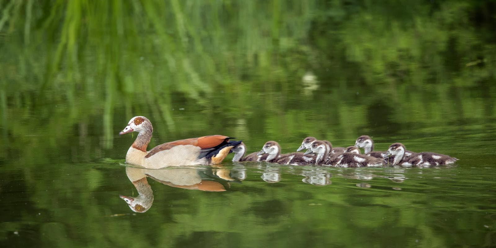 Nilgås — 2/3