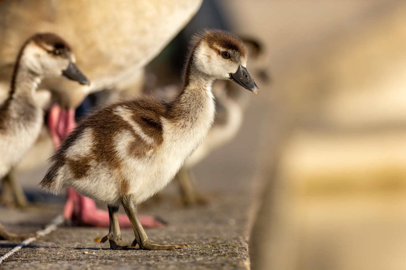 Nilgås — 3/3