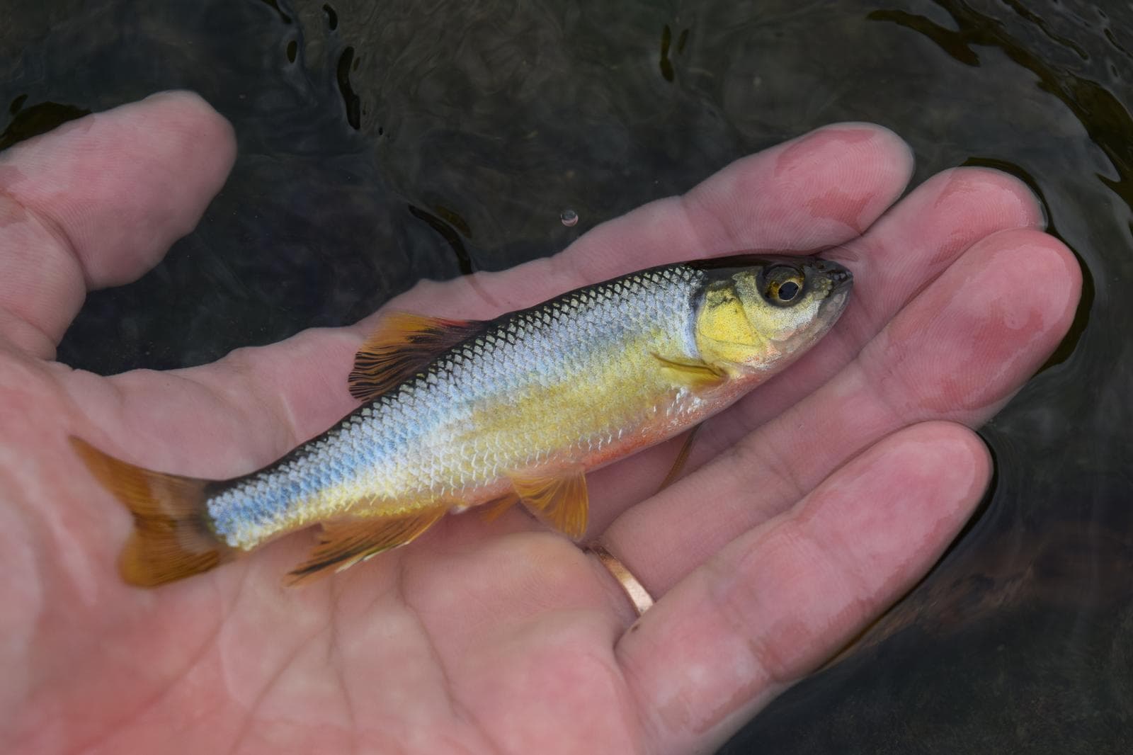 Nipponocypris koreanus — 2/3