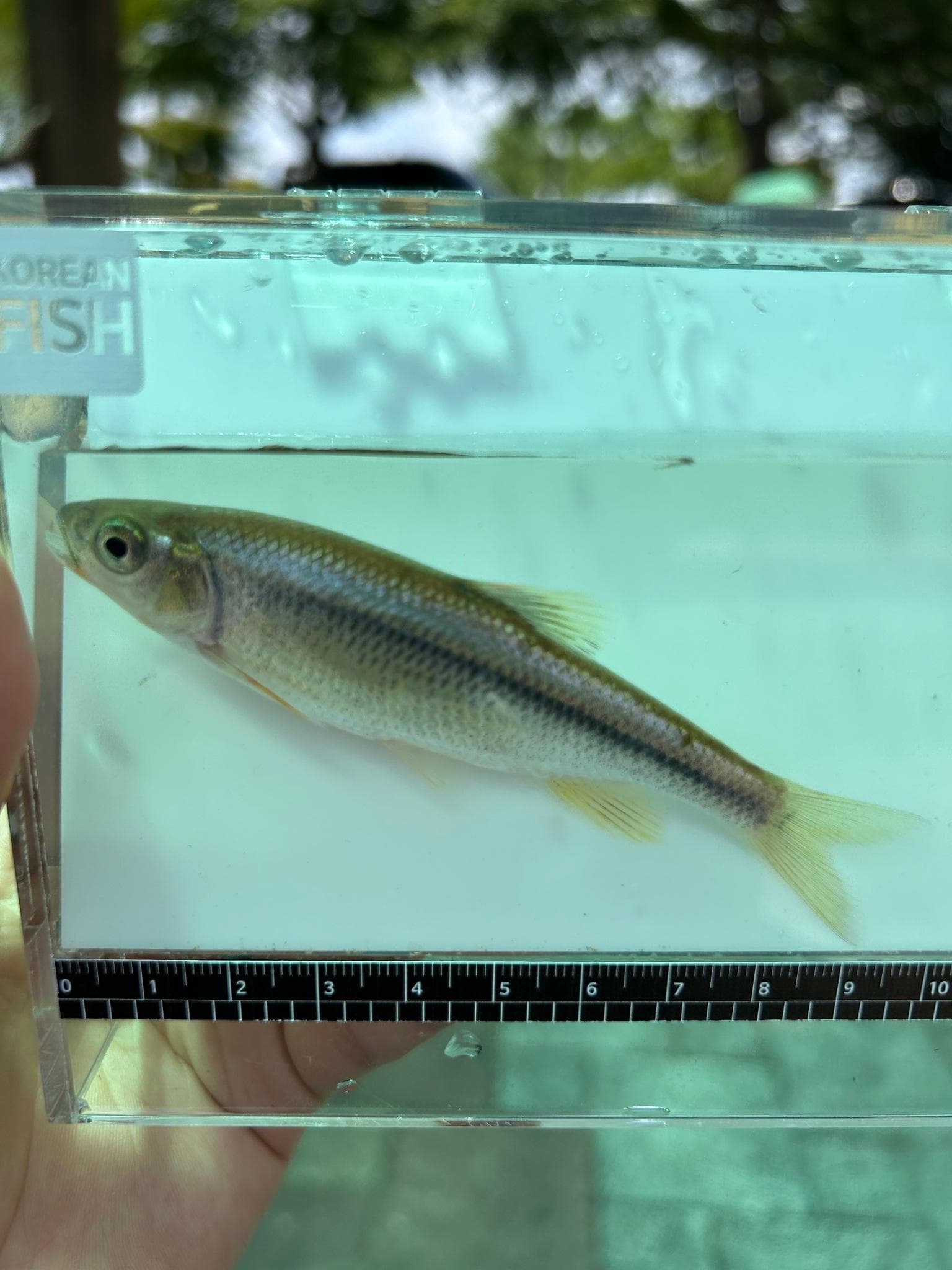 Nipponocypris koreanus — 3/3