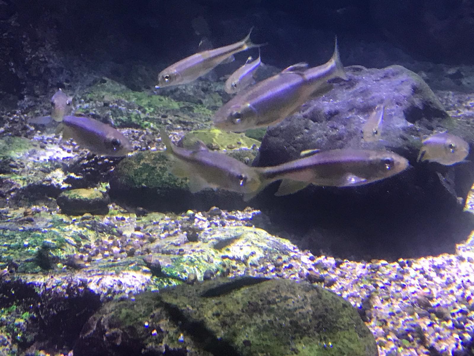 Nipponocypris koreanus — 1/3