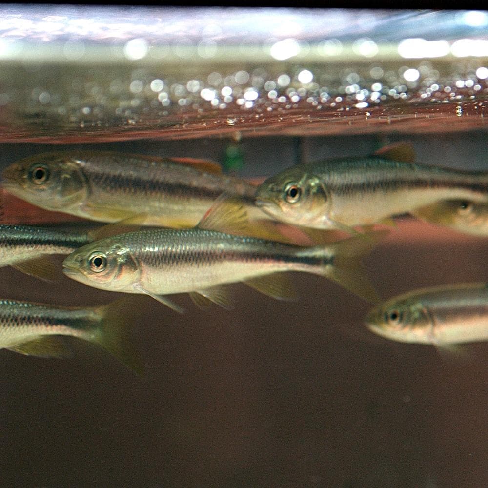 Nipponocypris temminckii — 1/3