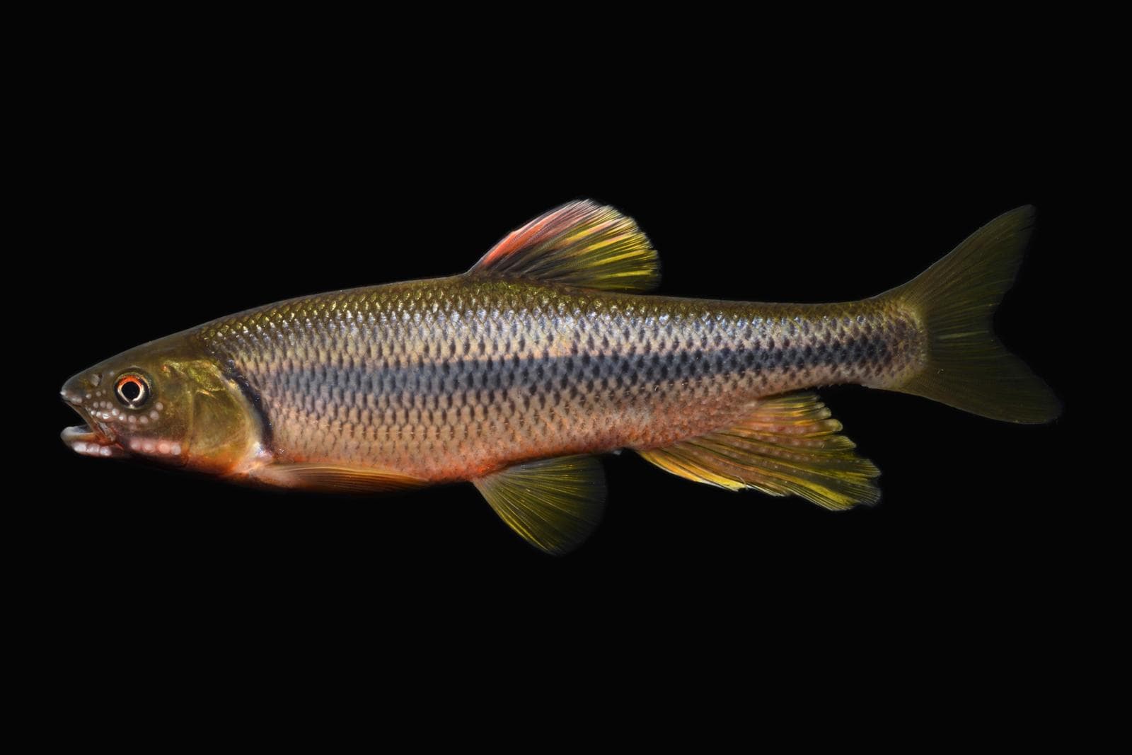 Nipponocypris temminckii — 2/3