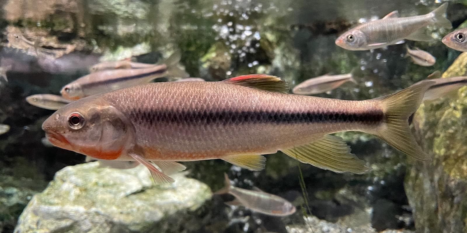 Nipponocypris temminckii — 3/3