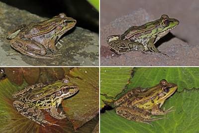 Nordlig leopardgroda