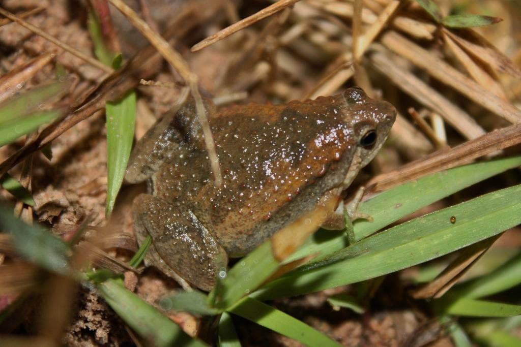 Ornatsmalmunsgroda — 1/3