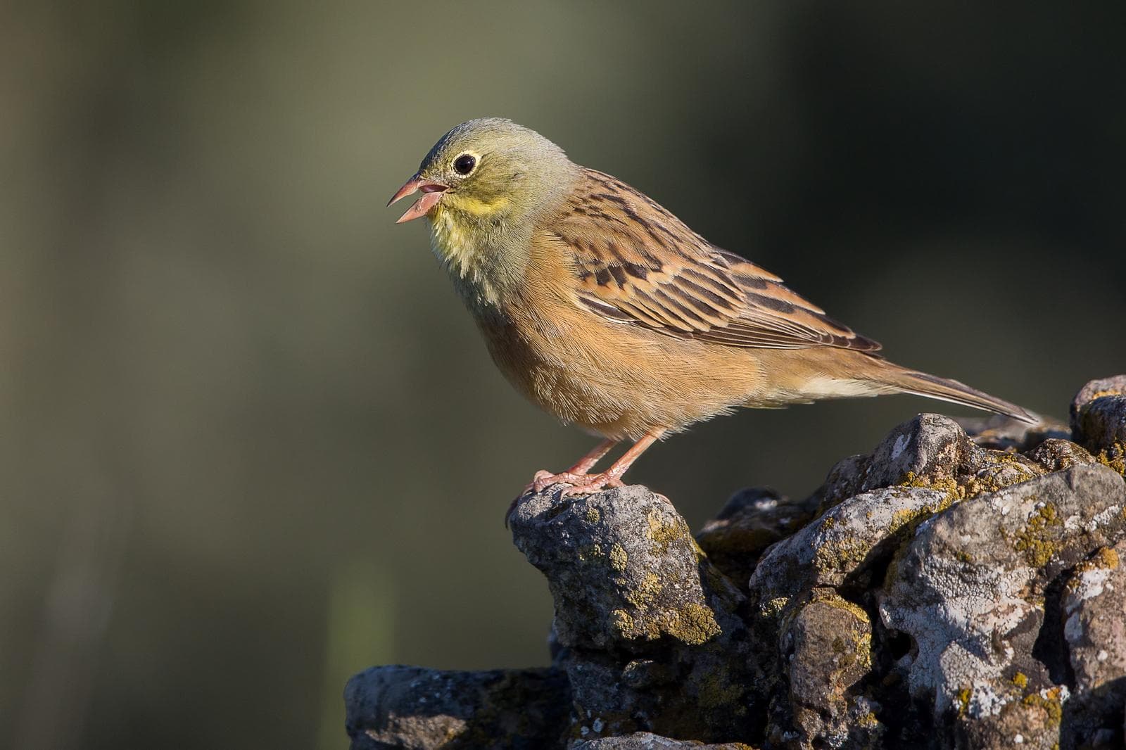 Ortolansparv — 1/3