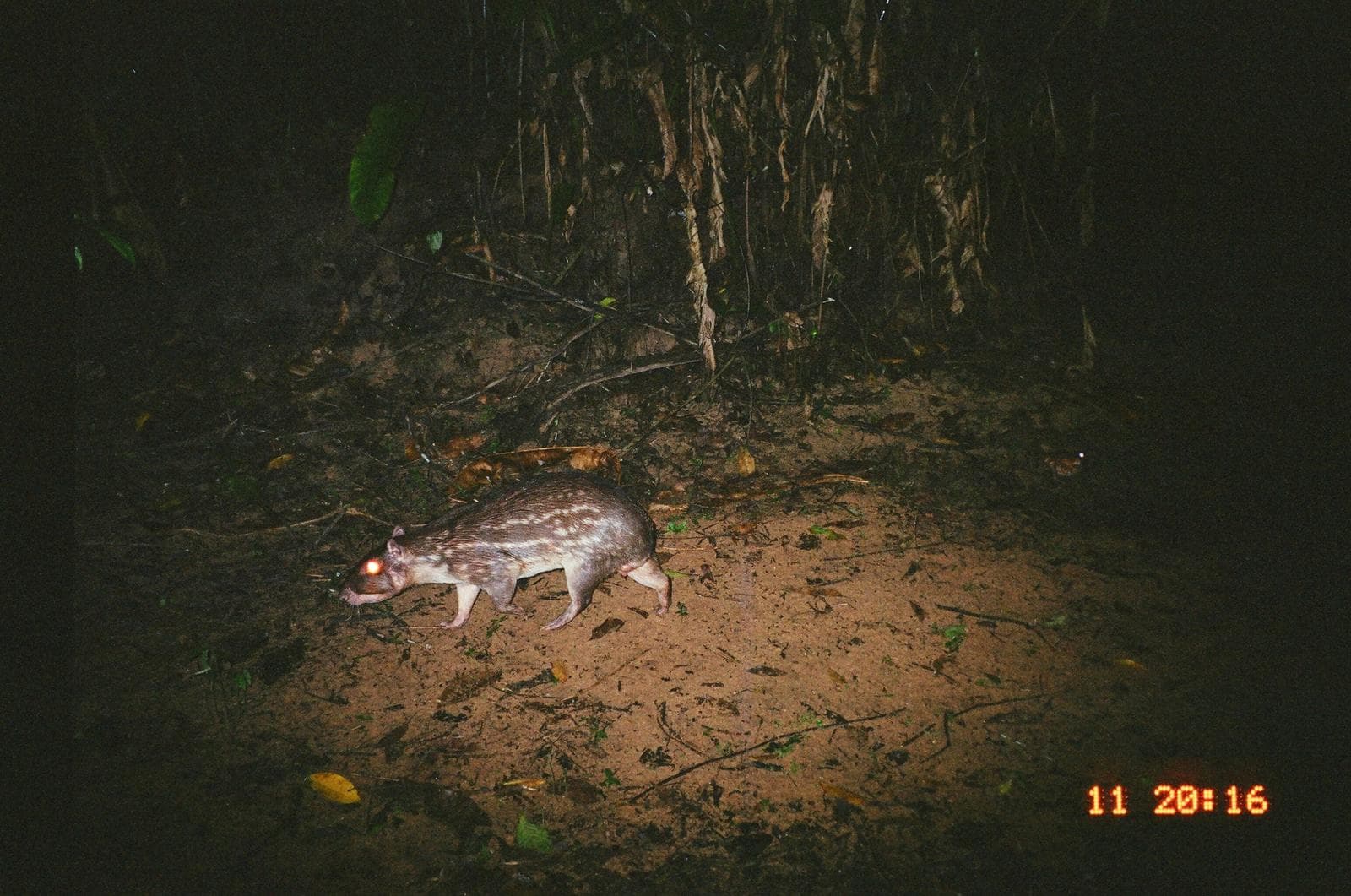 Paka — 3/3