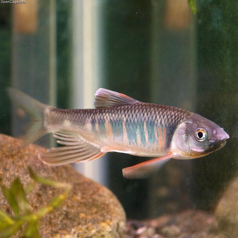 Pale chub — 1/3