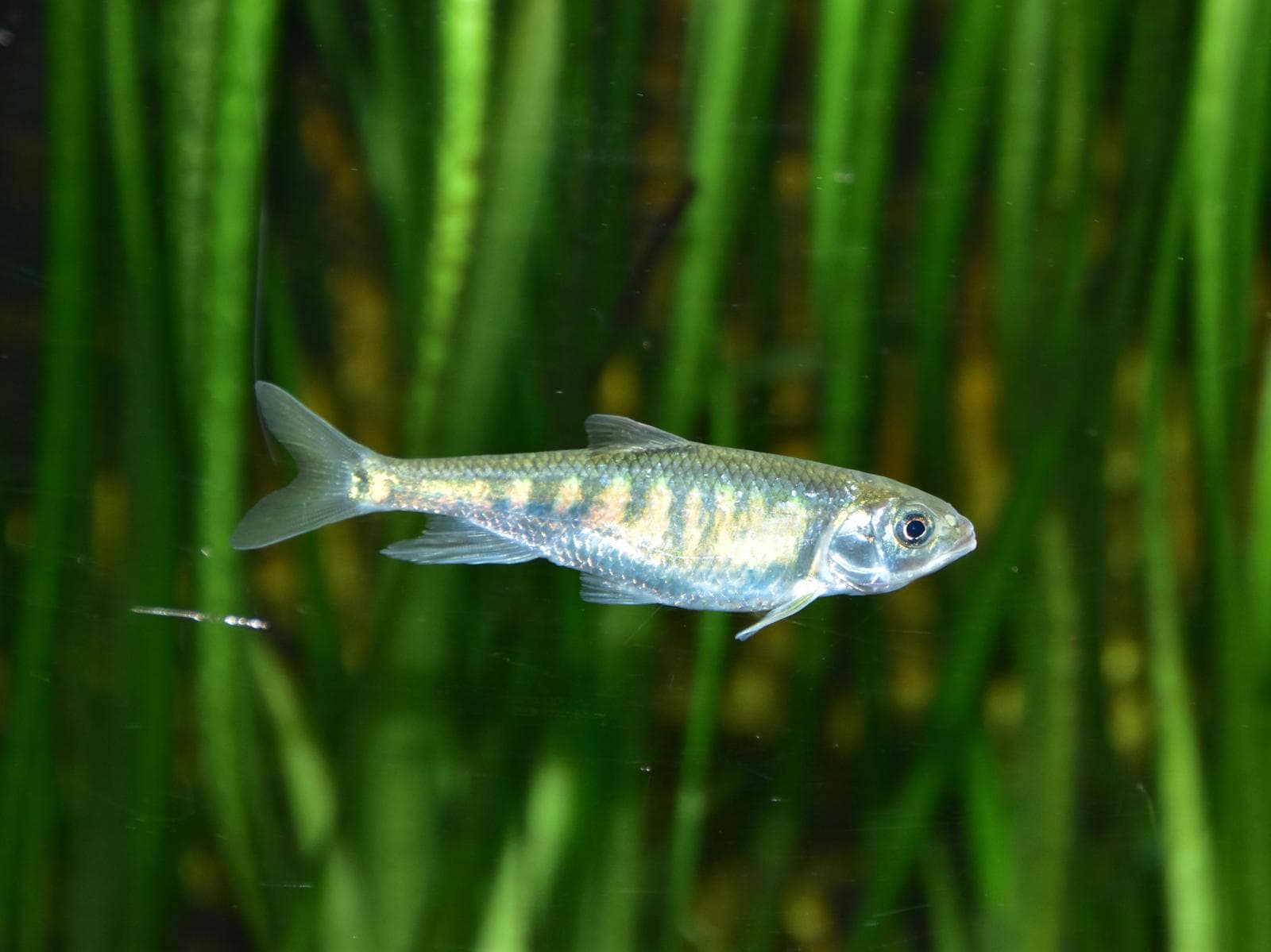 Pale chub — 3/3