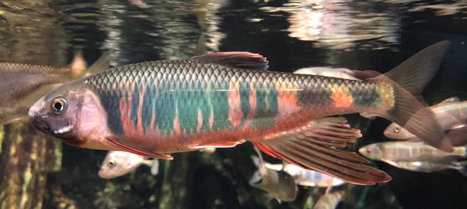 Pale chub — 2/3