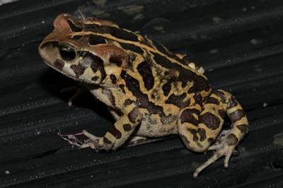 Panterpadda